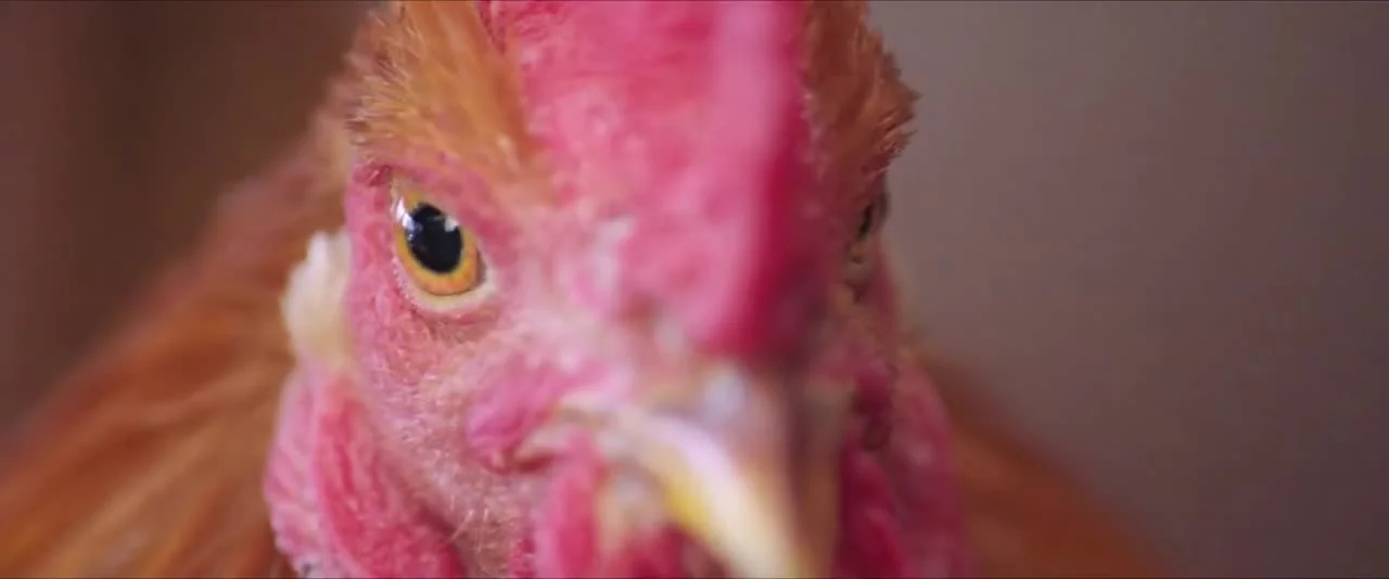 Тысяча лет для тебя