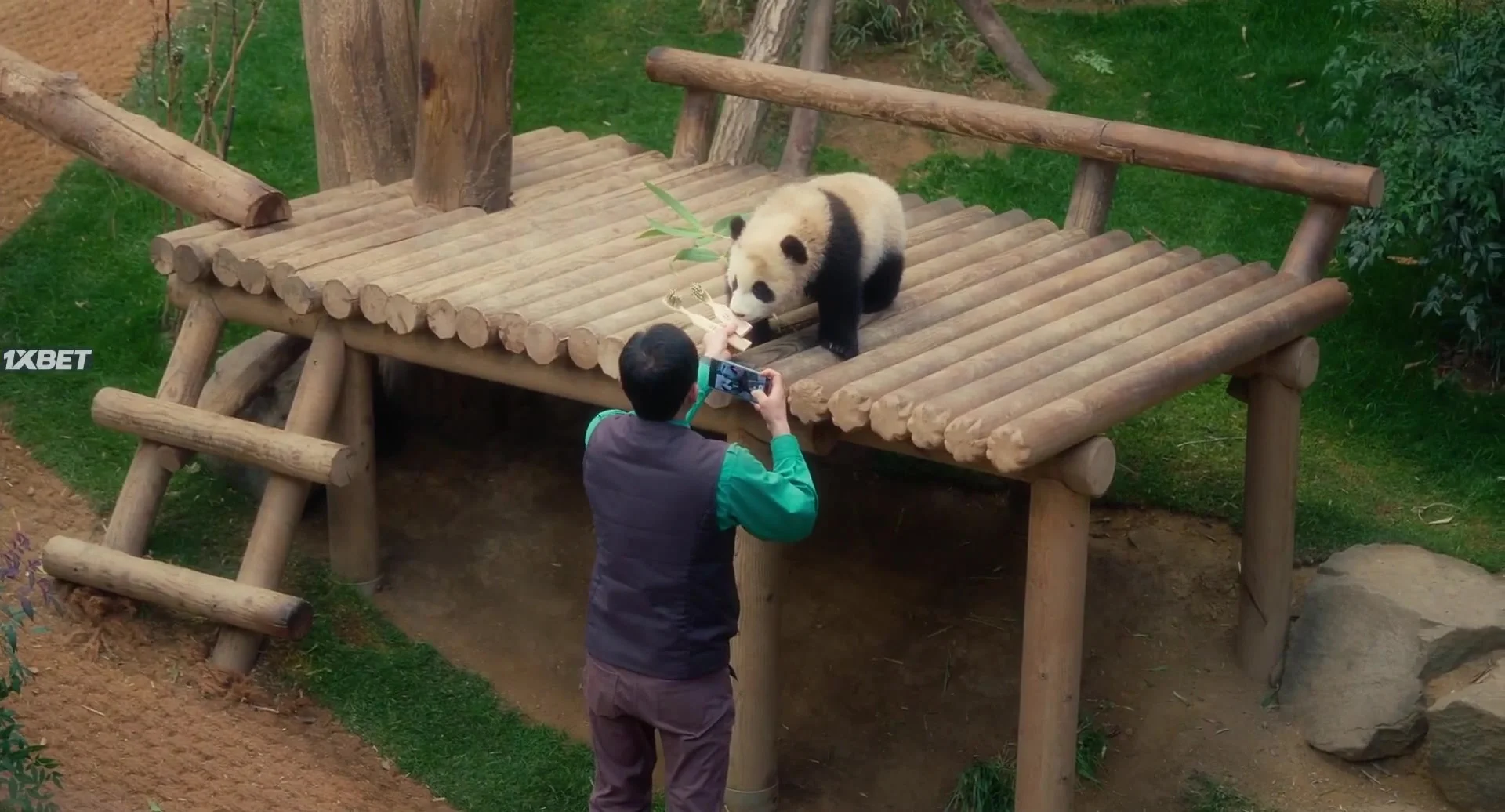 Мой друг панда