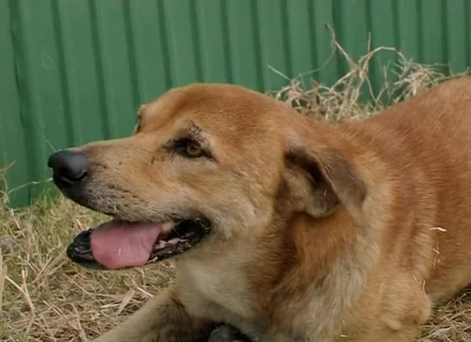 Дорожная банда «4 лапы»