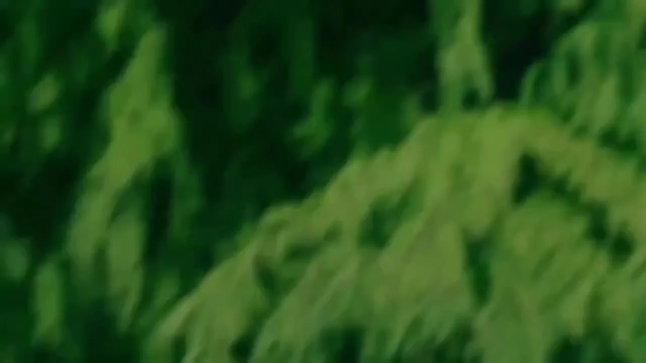 Четыре дамы