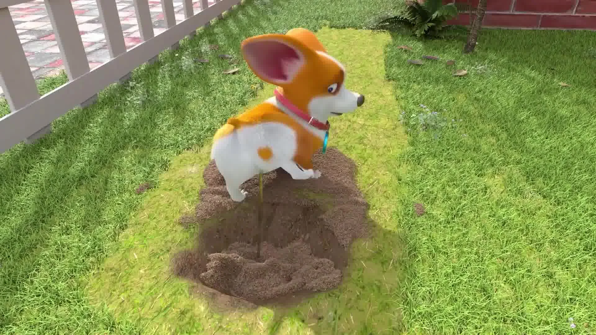 Корги по имени Моко. Новый питомец