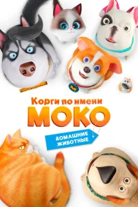  Корги по имени Моко. Домашние животные 