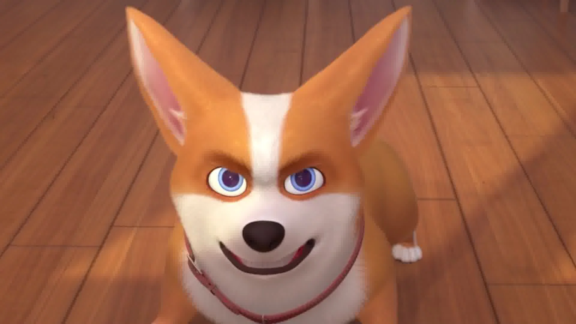 Корги по имени Моко. Заветные мечты