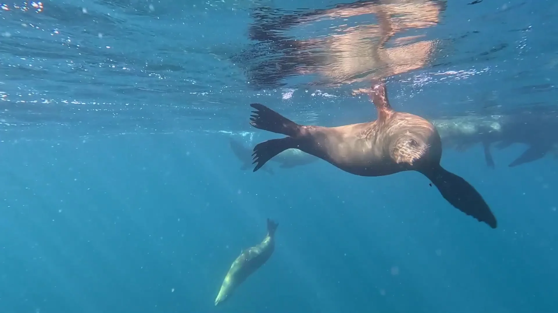 Симбиоз в дикой природе