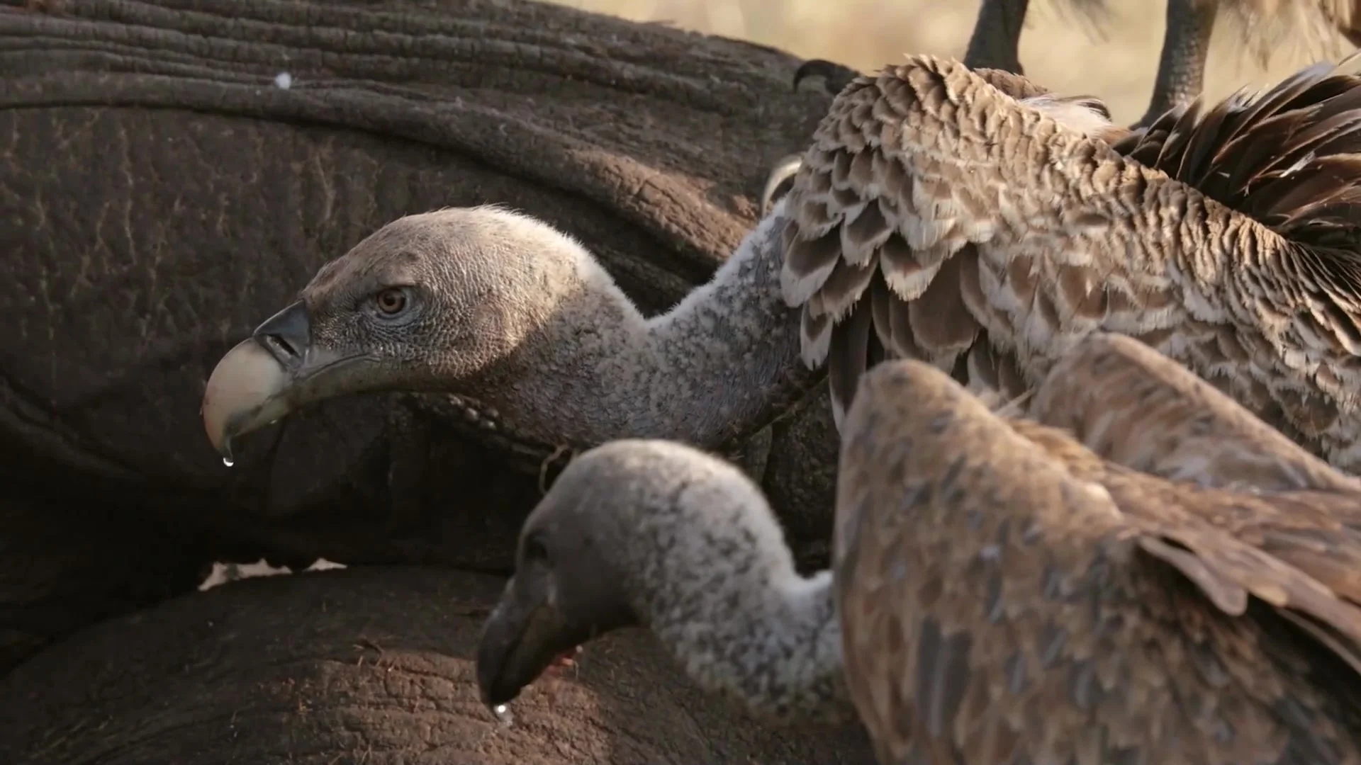 Симбиоз в дикой природе