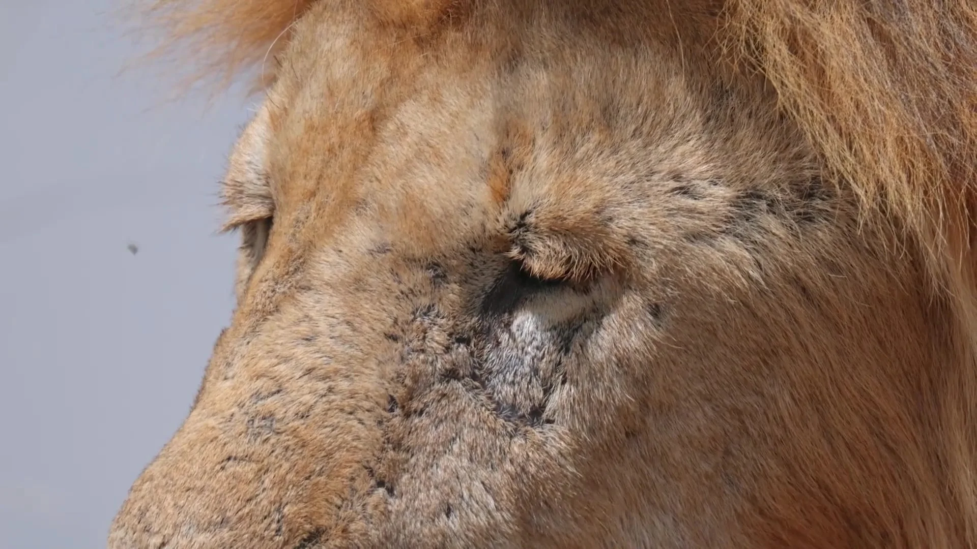 Симбиоз в дикой природе