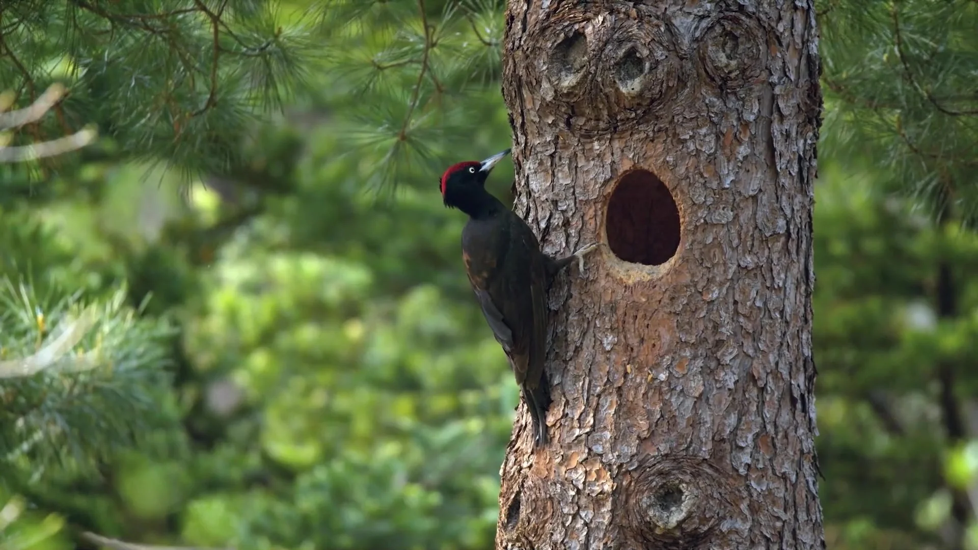 Симбиоз в дикой природе