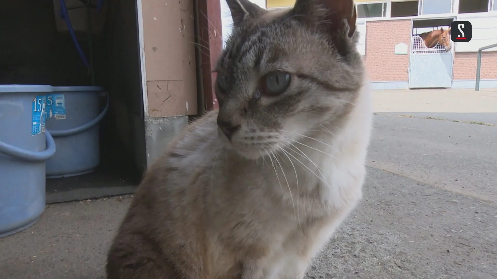 Кошки Японии