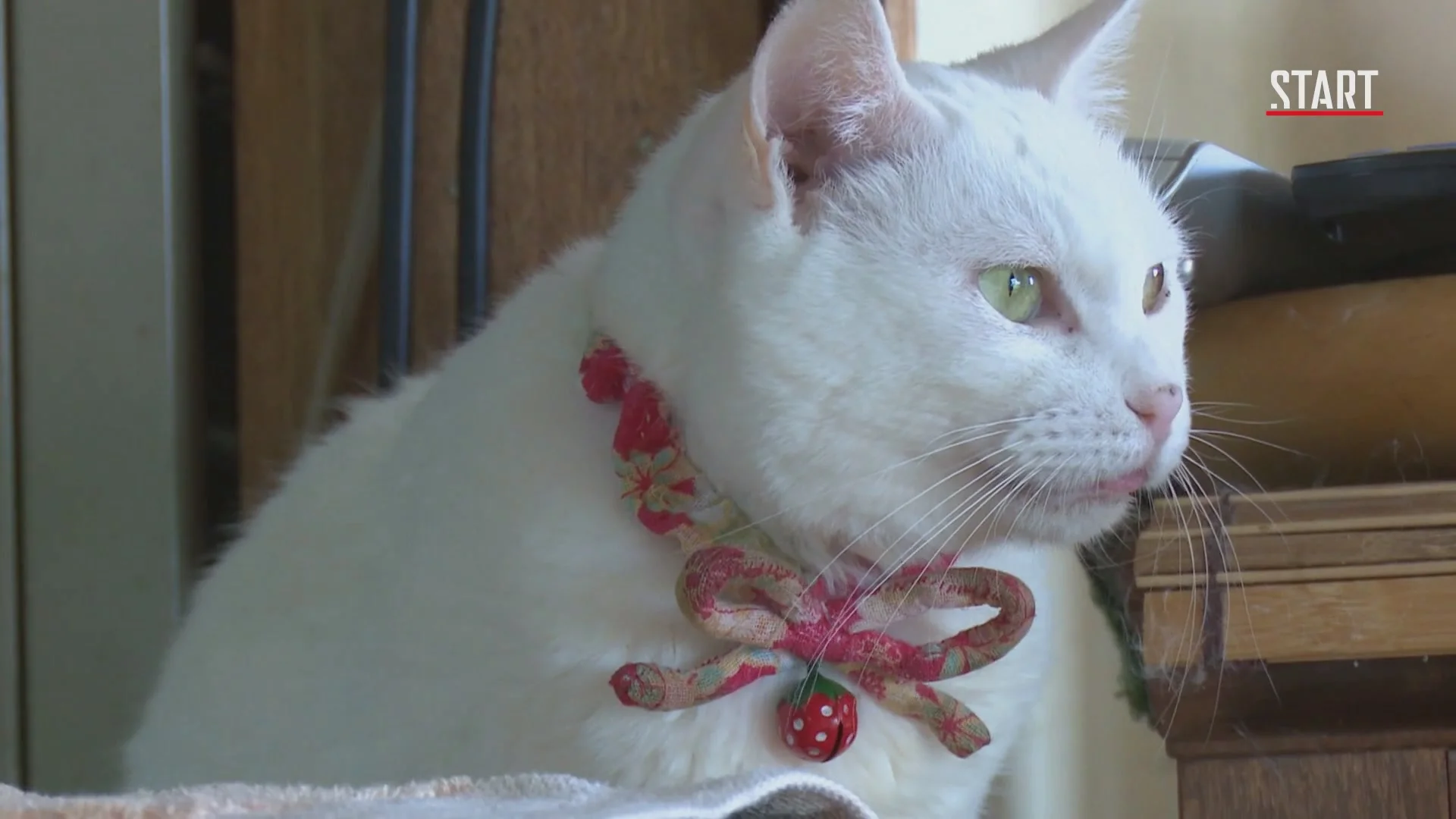 Кошки Японии