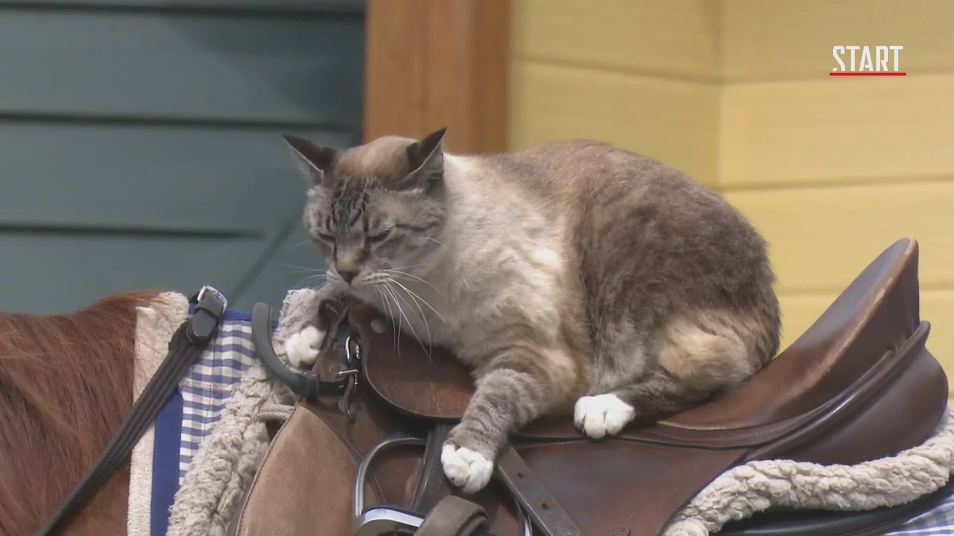 Кошки Японии