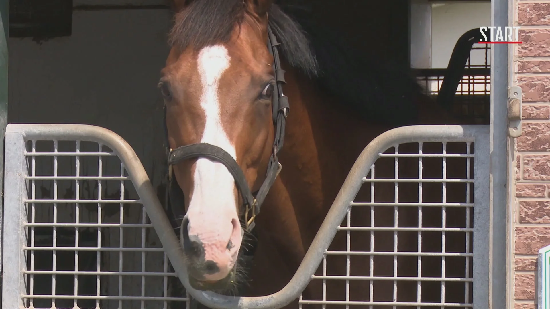 Кошки Японии