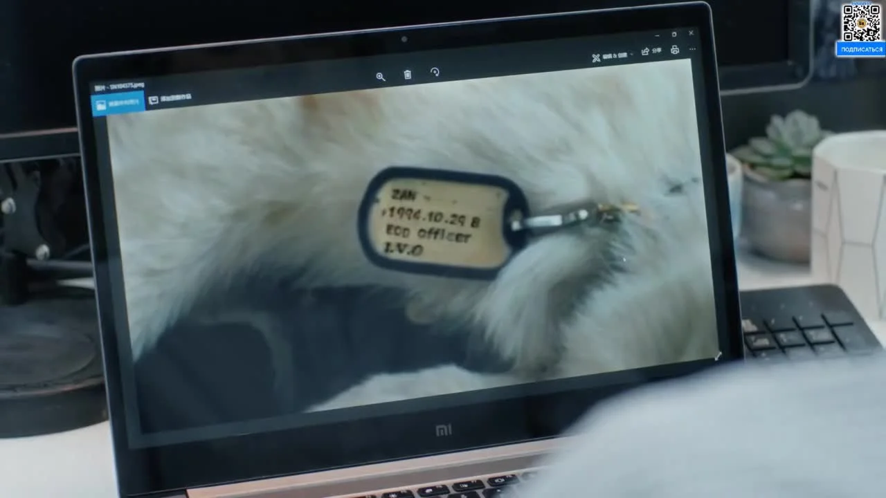 Белое оливковое дерево