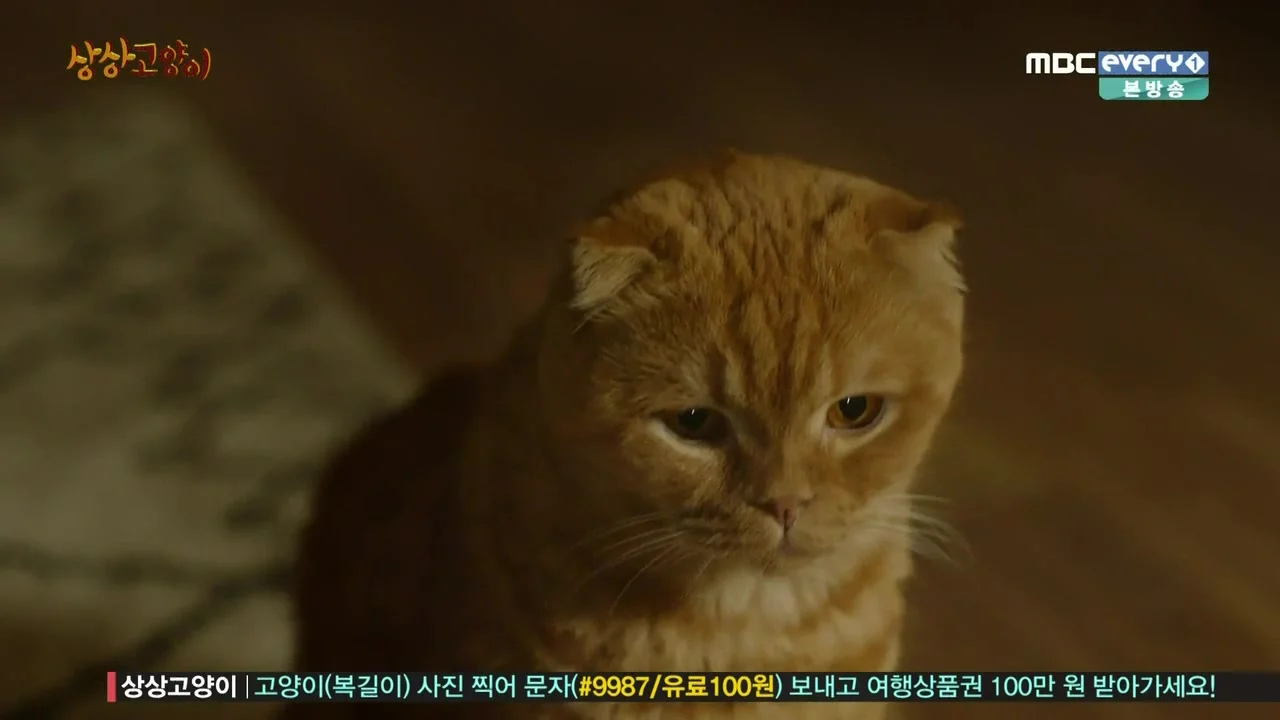 Воображаемая кошка