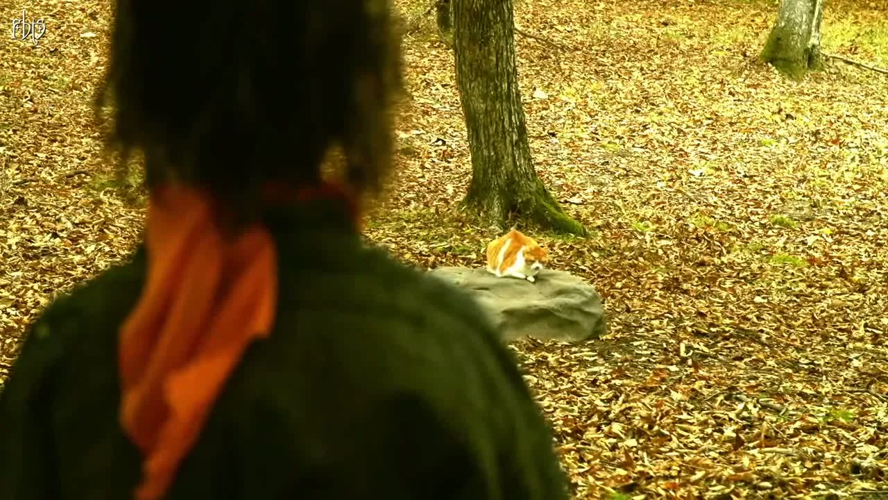 Ниндзя и кот